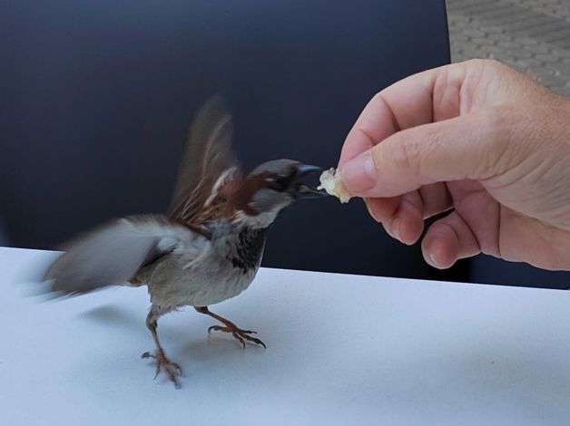 pajaro comiendo de la mano