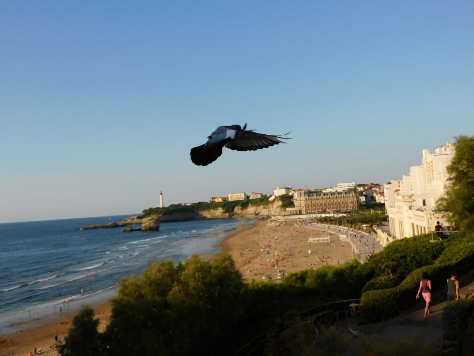 Paloma que pierde el vuelo.