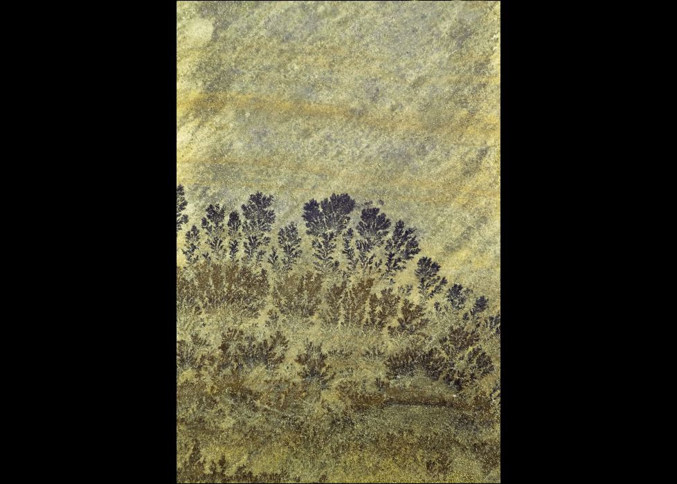 Pareidolia: Bosque en la niebla