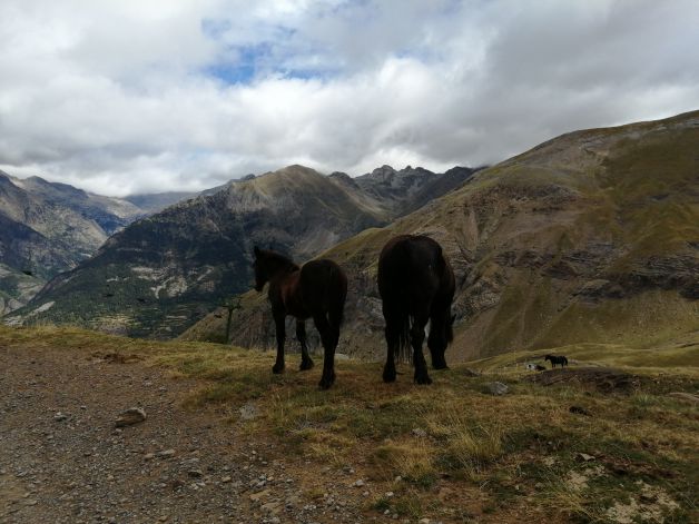 Pastando en el valle de la Ripera (Pirineos) 