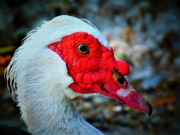 El Pato Portugués.