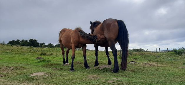 El que mama no llora.