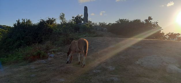 Resplandor en la Hierba.