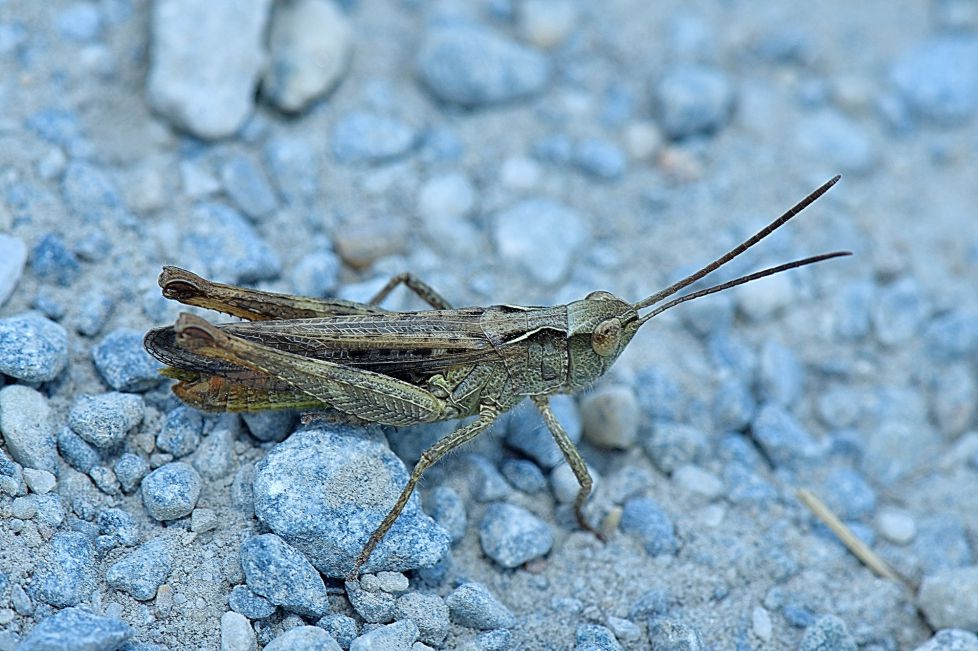 saltamontes