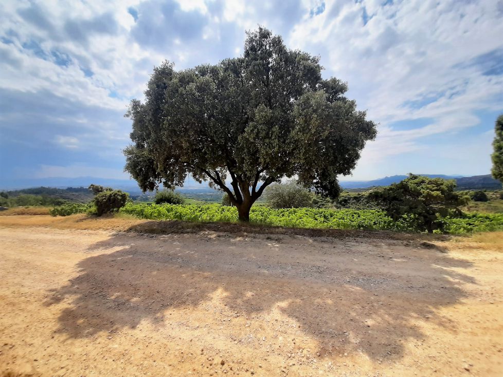La sombra de la encina parece una mariposa.