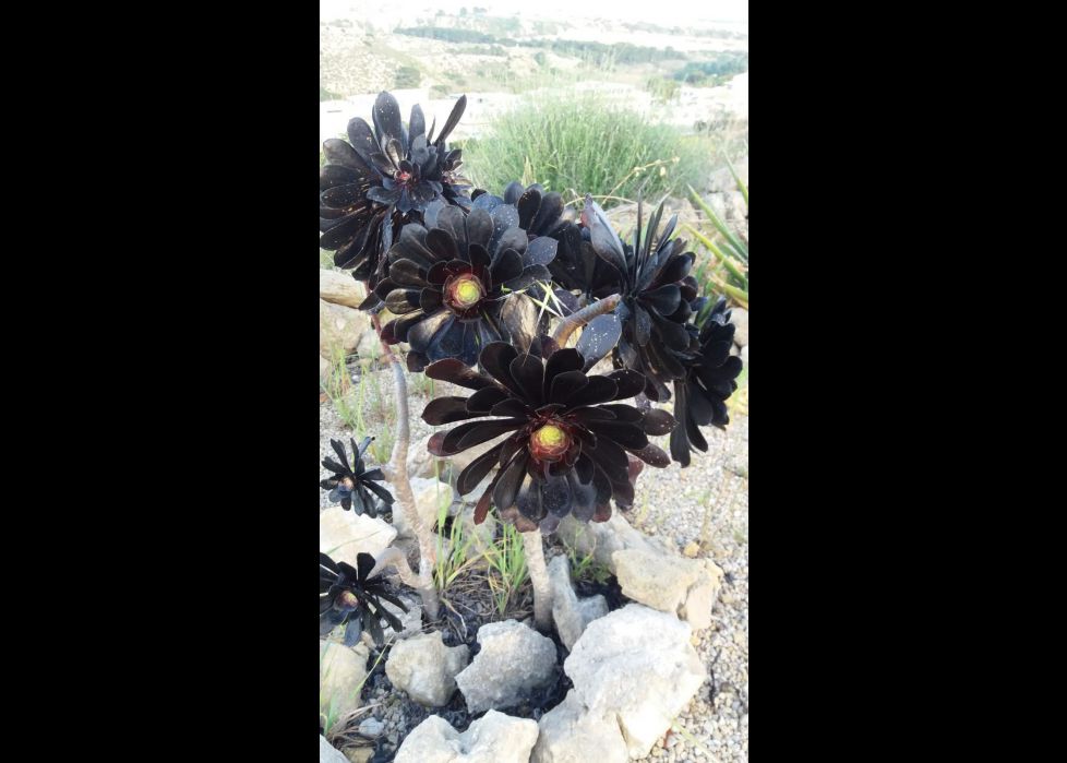 Todas las flores son maravillosas.