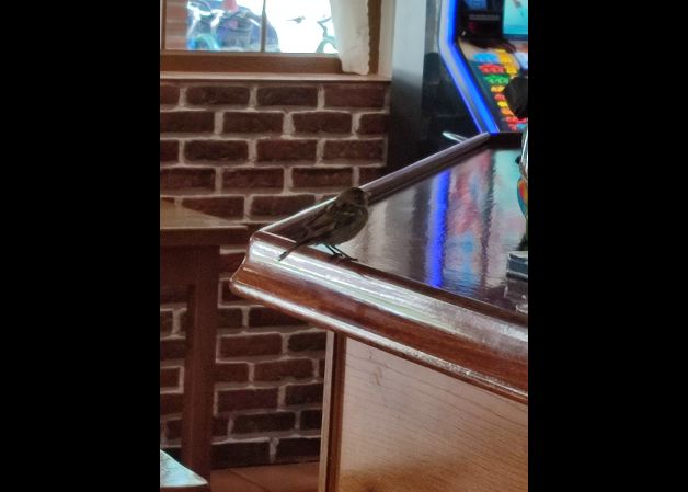 Txoria pintxoaren zain