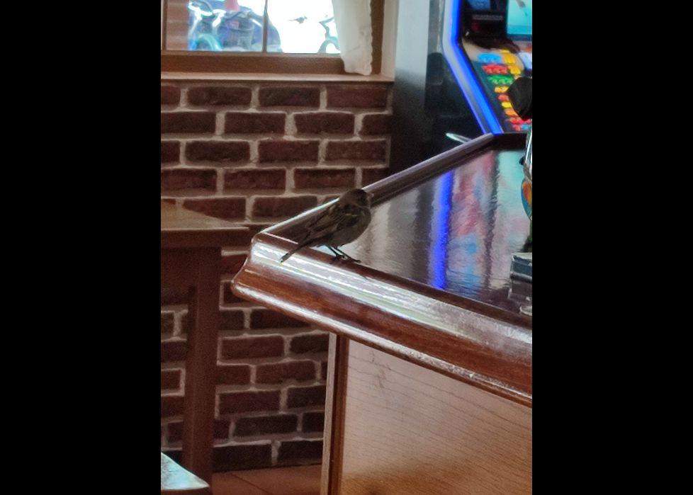 Txoria pintxoaren zain