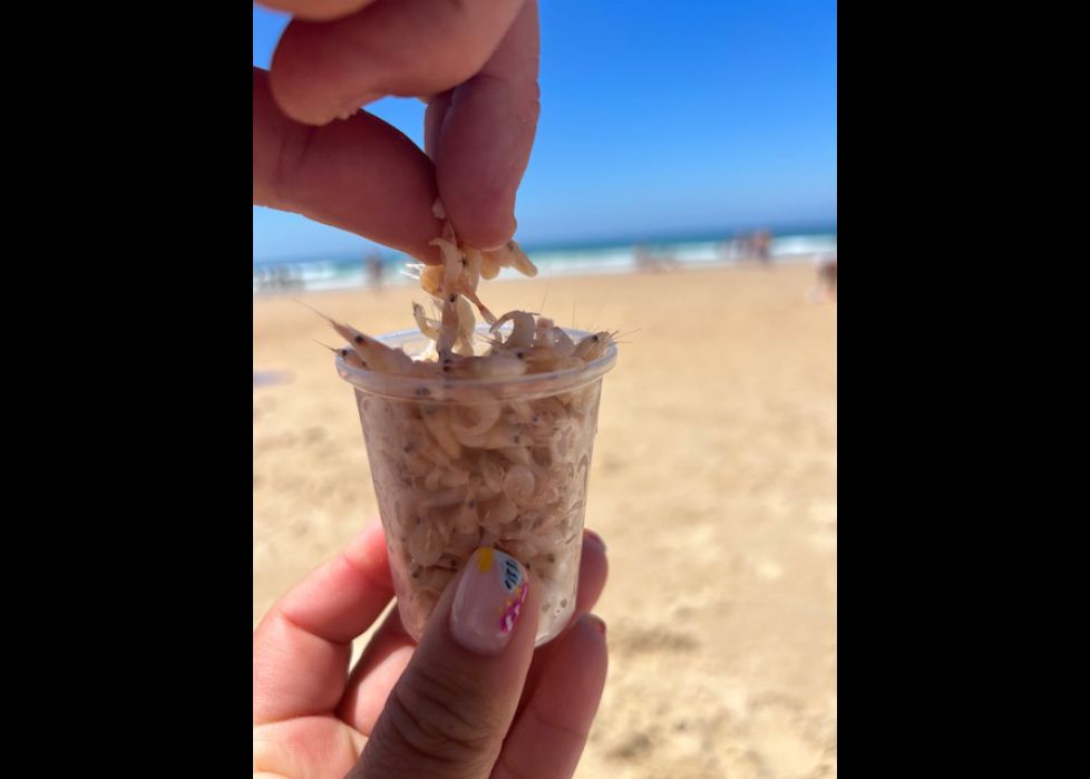 txupito de camarón para dos por favor 