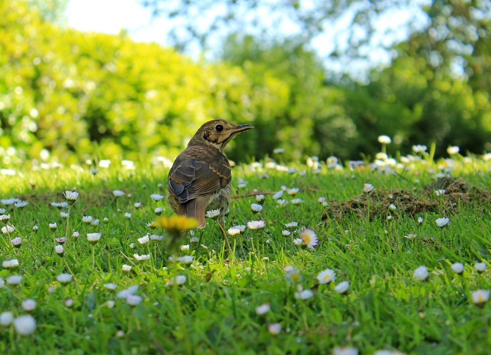 Zorzal prepandémico