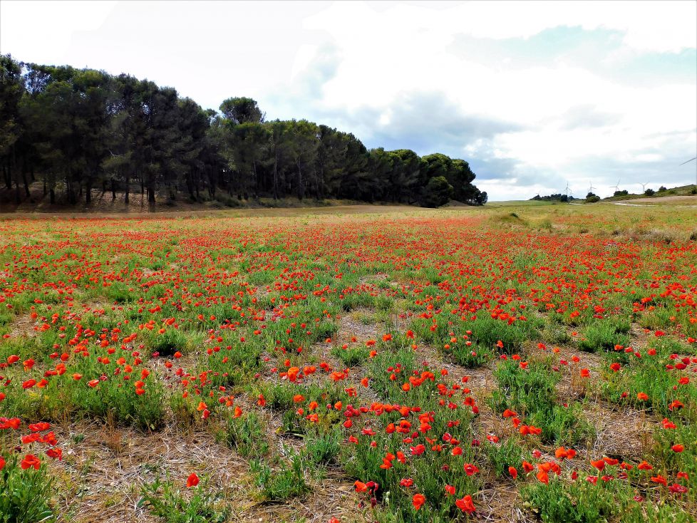 Amapolas al rojo vivo.