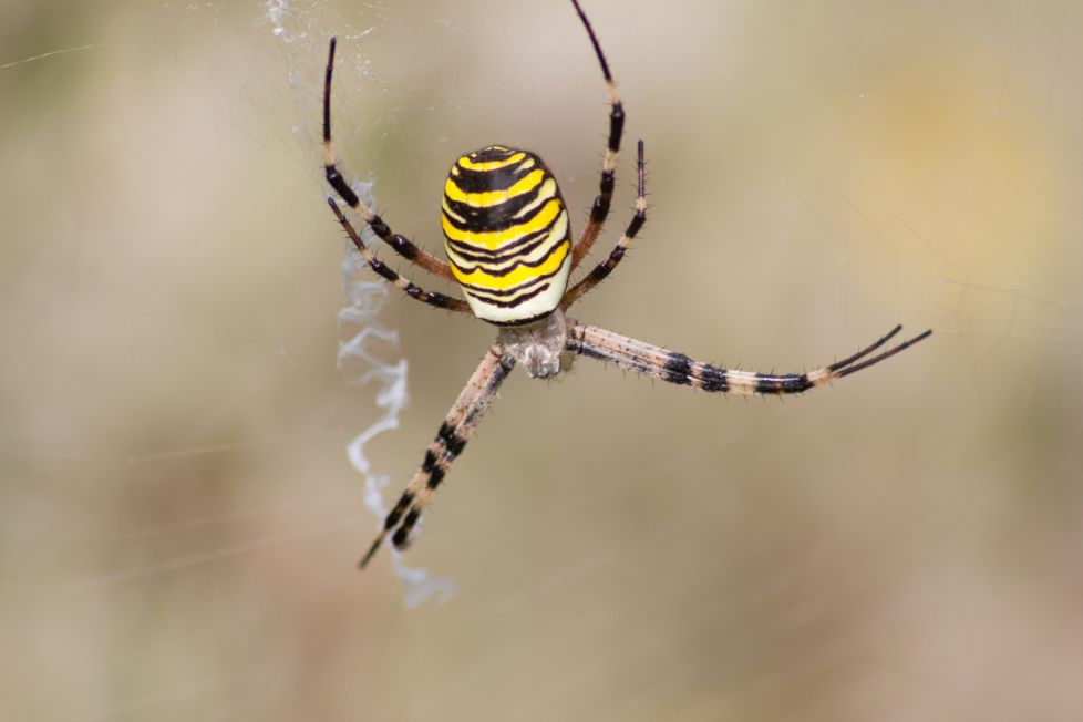 araña tigre