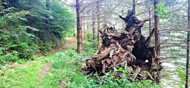 Arte barroco en el bosque.
