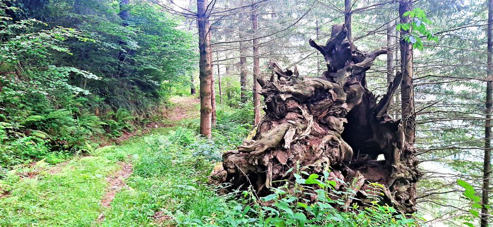 Arte barroco en el bosque.