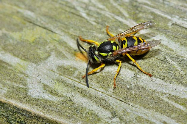 avispa