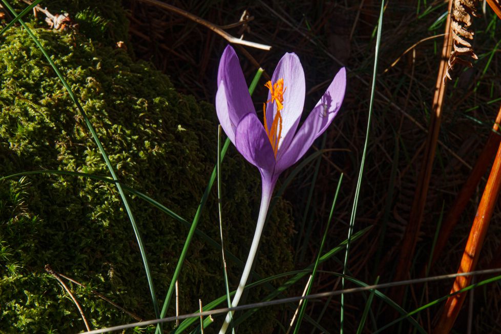 azafran silvestre