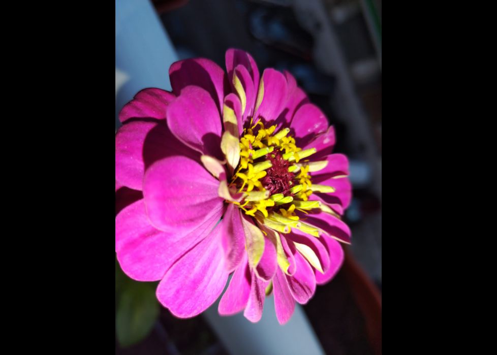 Belleza en forma de flor