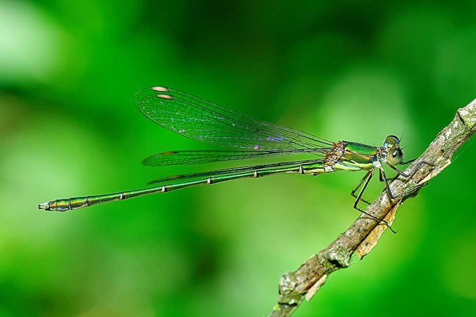 caballito del diablo