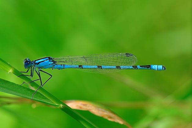 caballito del diablo