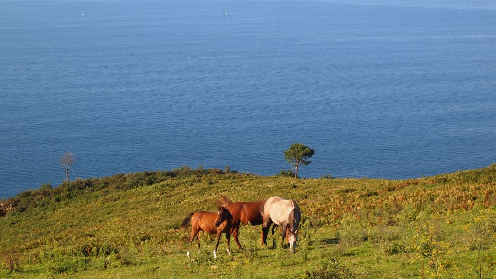Caballos en Jaizkibel
