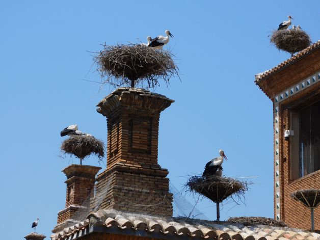 En cada torre un nido.