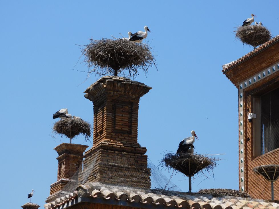 En cada torre un nido.