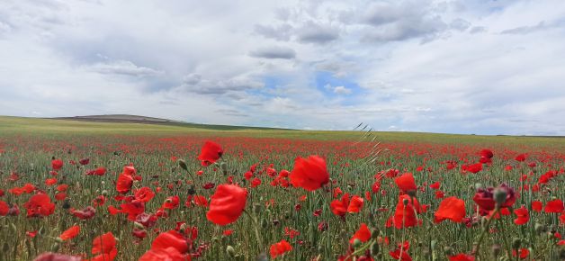 Campo de amapolas. 