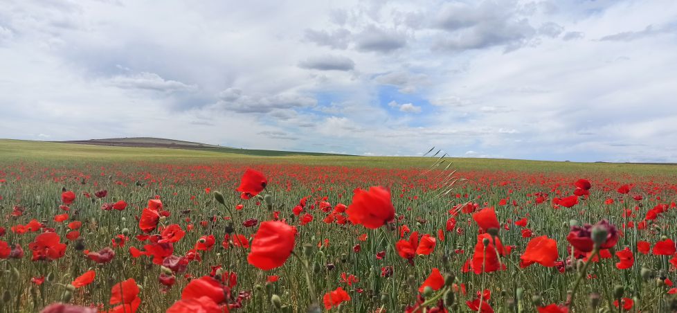 Campo de amapolas. 