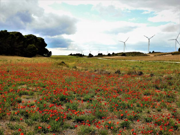 Campo de amapolas en Navarra.