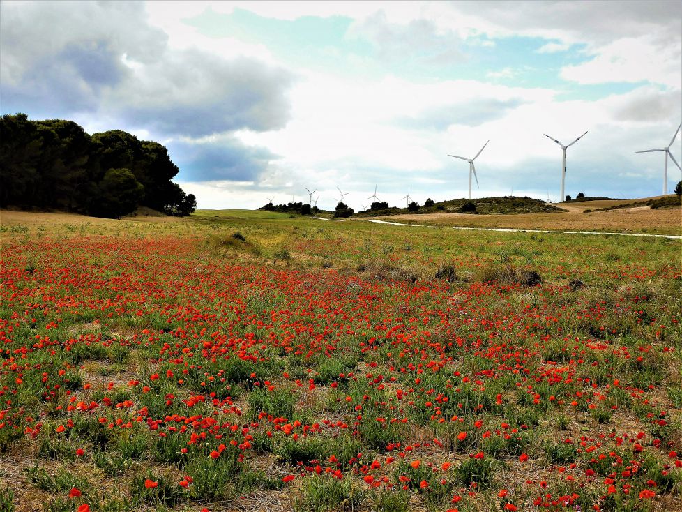 Campo de amapolas en Navarra.