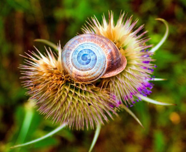 Caracol Miricol, caracol col col......