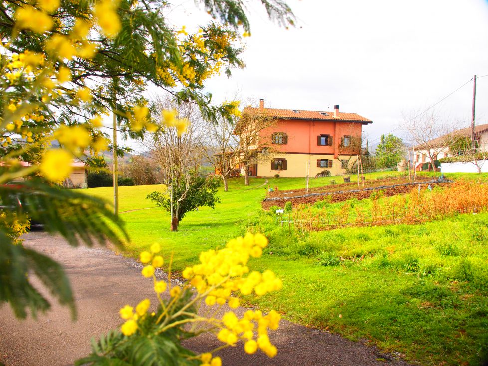 El caserio y la mimosa