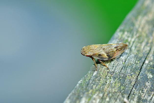 cercopoidea