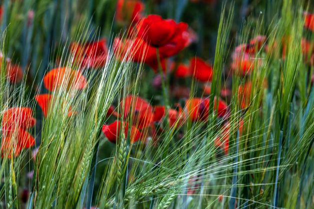 EL COLOR DE LA AMAPOLA