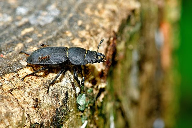 dorcus parallelipipec , atacado