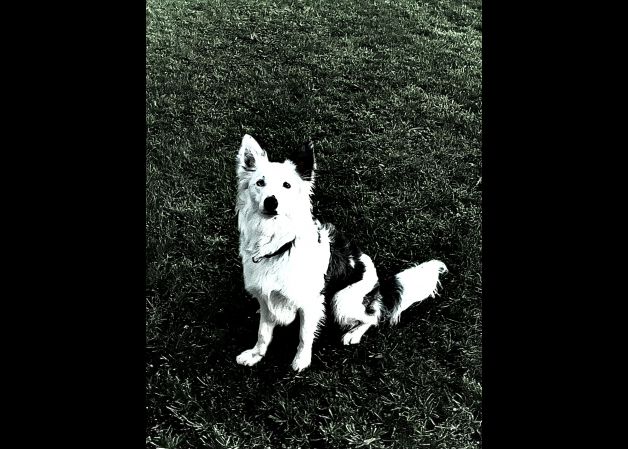 ¿ Echas la pelota ?