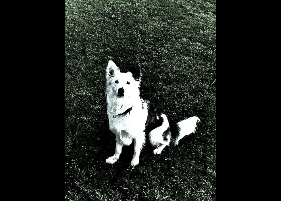 ¿ Echas la pelota ?