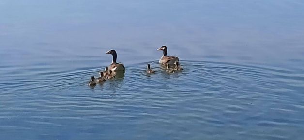 Familia de patos. 