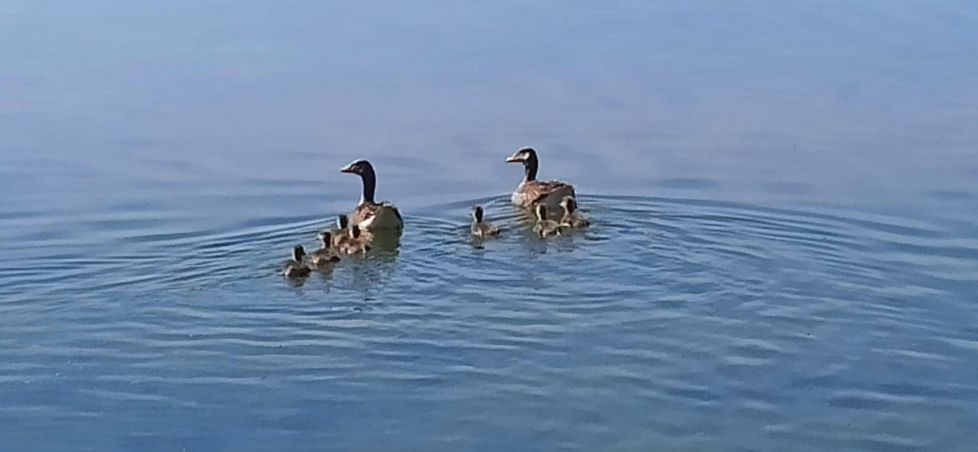 Familia de patos.