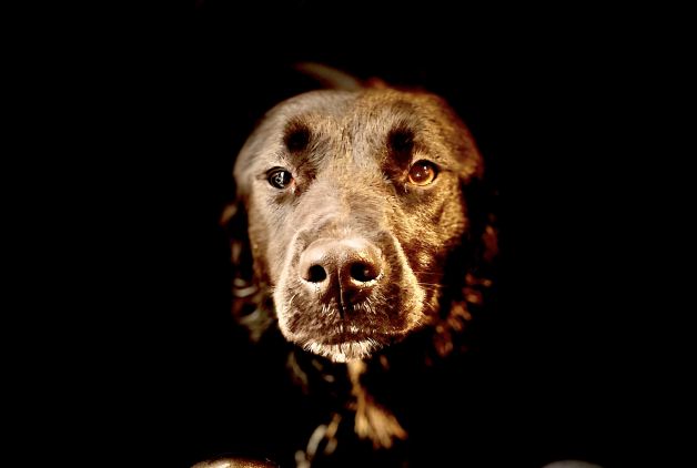 Fotografiar a un perro puede ser arte