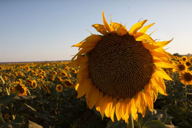 girasol 