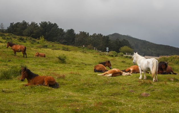 hora de la siesta