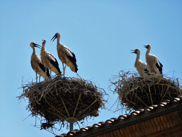 Las cigüeñas parlanchinas.