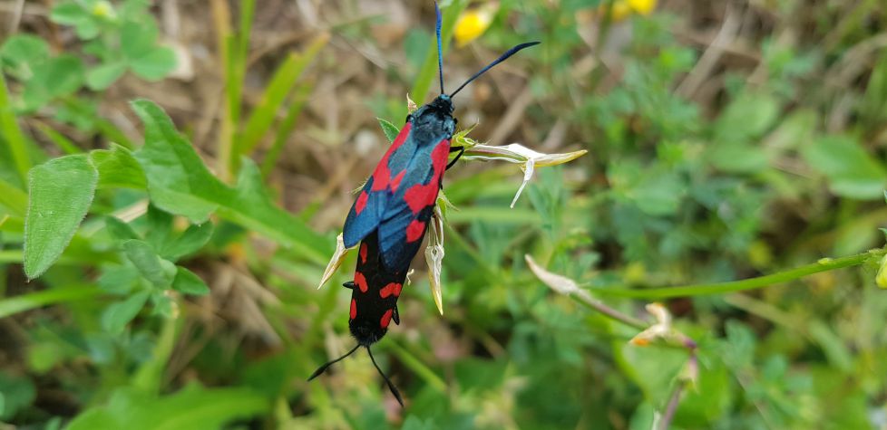 Lazos afectivos en rojo y negro
