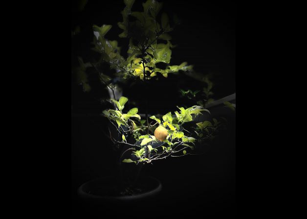 Mi limón, mi limonero 