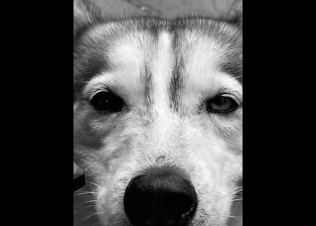 Los ojos de los animales tienen el poder de hablar un lenguaje