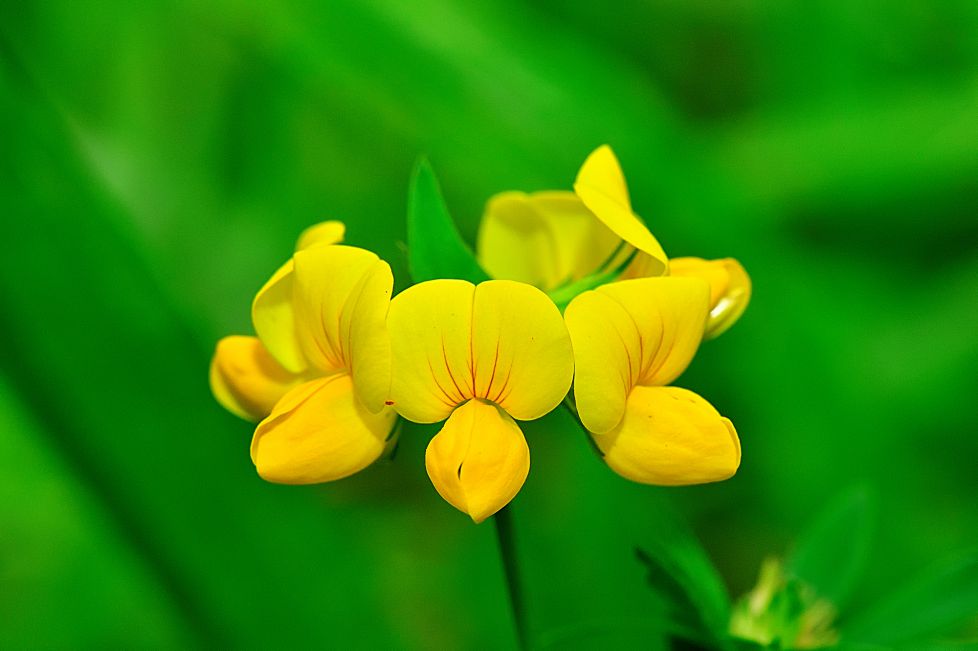 lotus corniculatus L , familia leguminosas