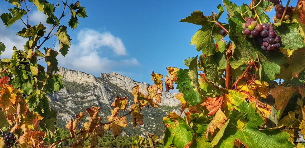 Un marco de vides para una sierra