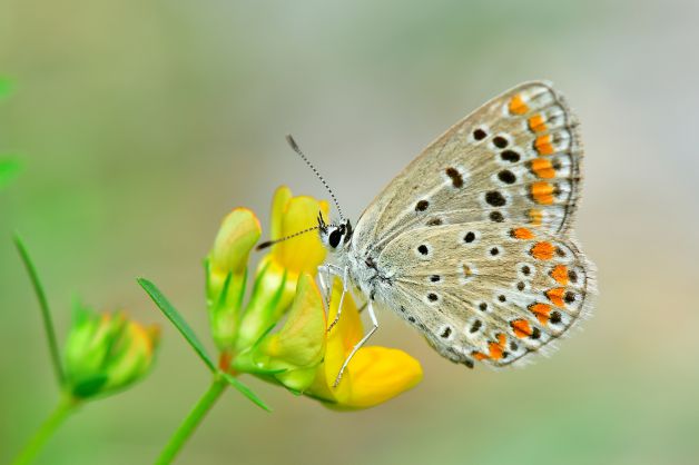 mariposa