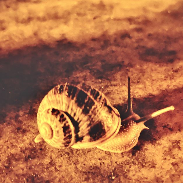 Más libre que un caracol 